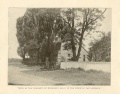 1903-LANDOFEVANGELINE-P12.jpg