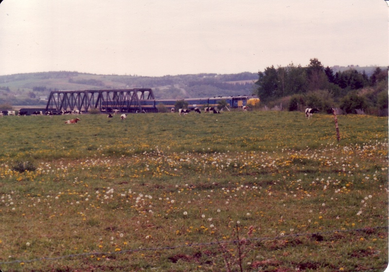 File:Appleblossomspecial4.jpg