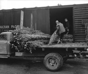 Bear River Christmas Trees.jpg